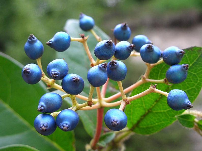 Viburnum tinus / Viburno-tino